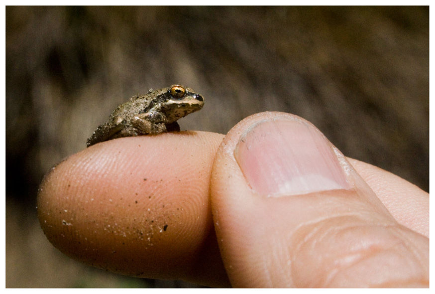 There is a frog on my finger