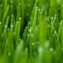 Grass