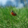 ladybird