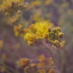peacefulness by illuminie
