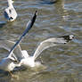 Seagull fight