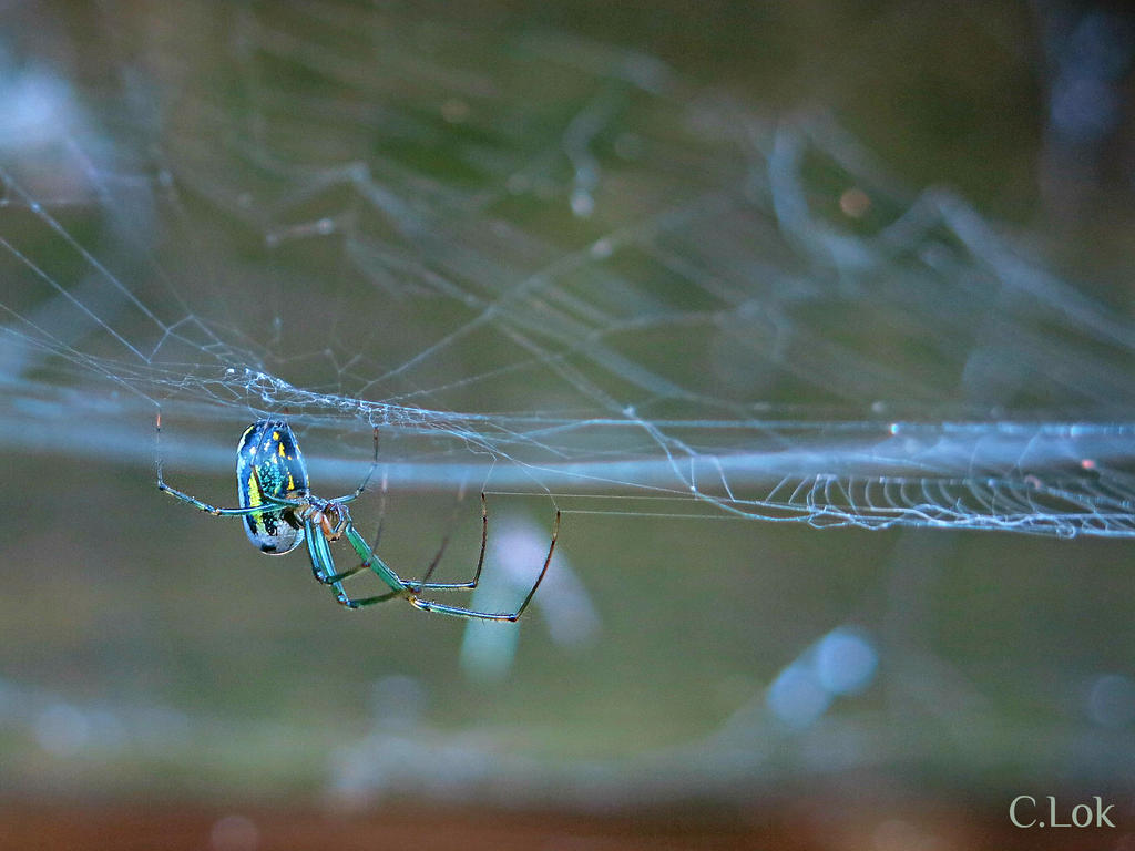 Watermelon Spoder Orchard Spider - Watermelon by kawaiikittle on DeviantArt