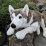 Prima Classique Malamute Plush