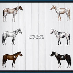 NHC American Paint Horse