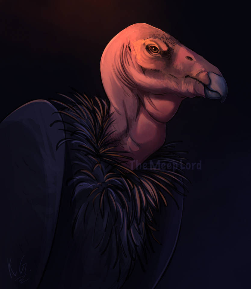 California Condor Animation California Condor by TheMeepLord on DeviantArt