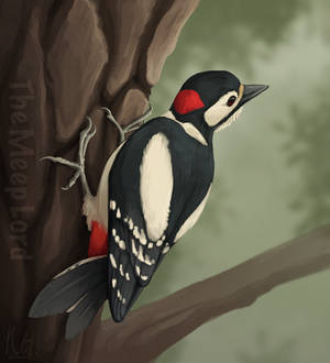 Great Spotted Woodpecker