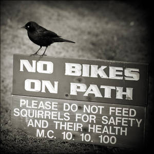 No Bike No Squirrel