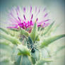 Thistle And Fly