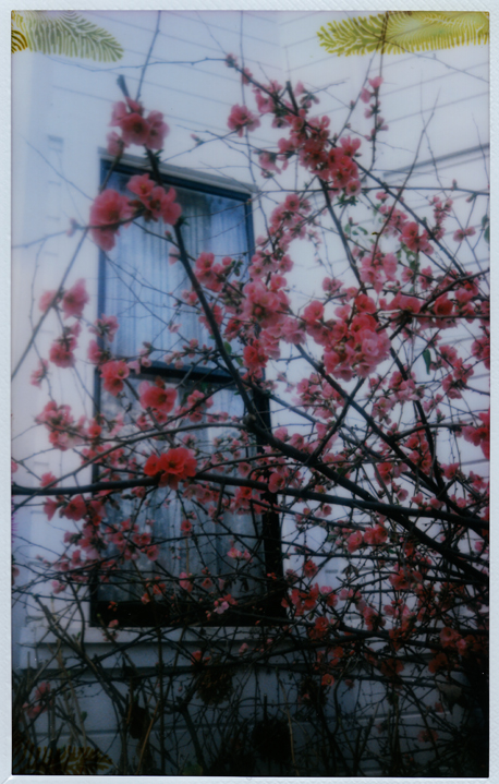 Flowering Quince