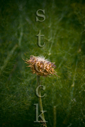 Thistle1