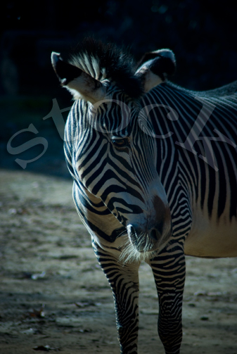 Zebra2