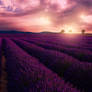 Purple sunset II