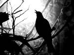 Bird Silhouette by Toomanywastedsunsets