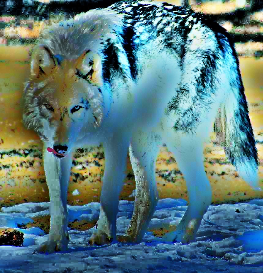 Blue Tinted Wolf by kmdogs97 on DeviantArt