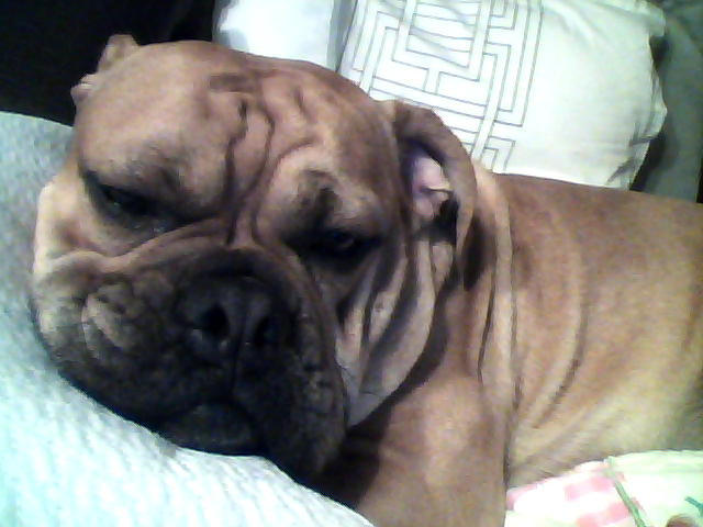 Rufus by TheSuperRufus on DeviantArt