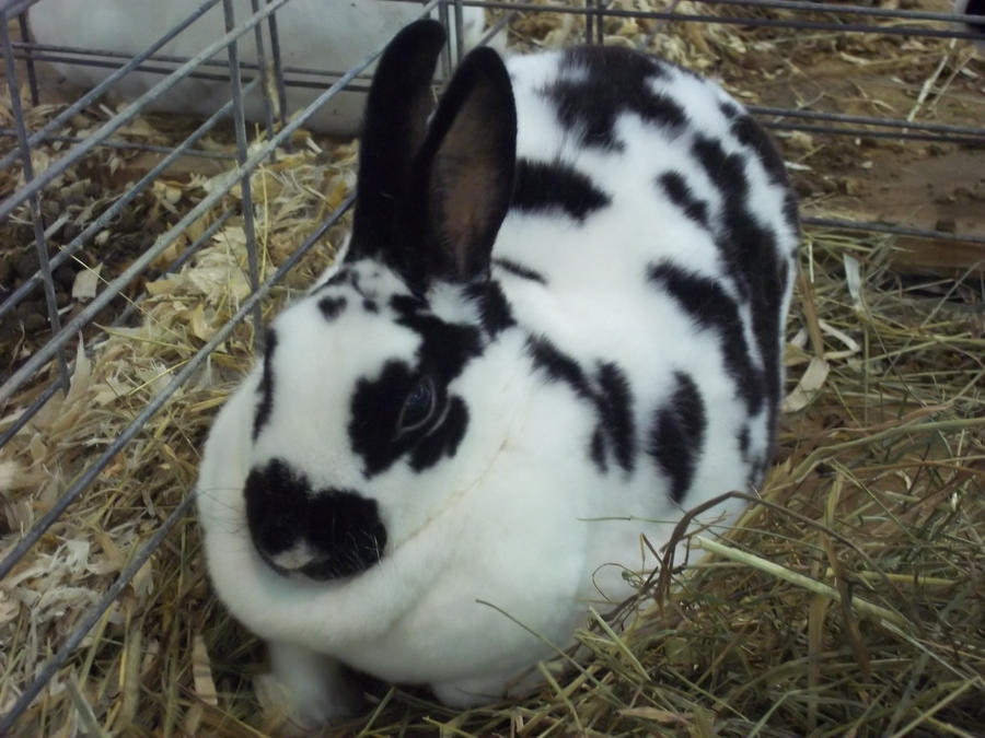 Spotted Rabbit by mikethatbassguy on DeviantArt