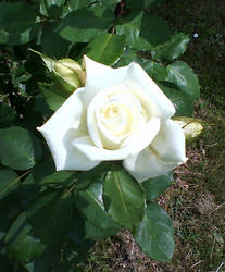 White rose