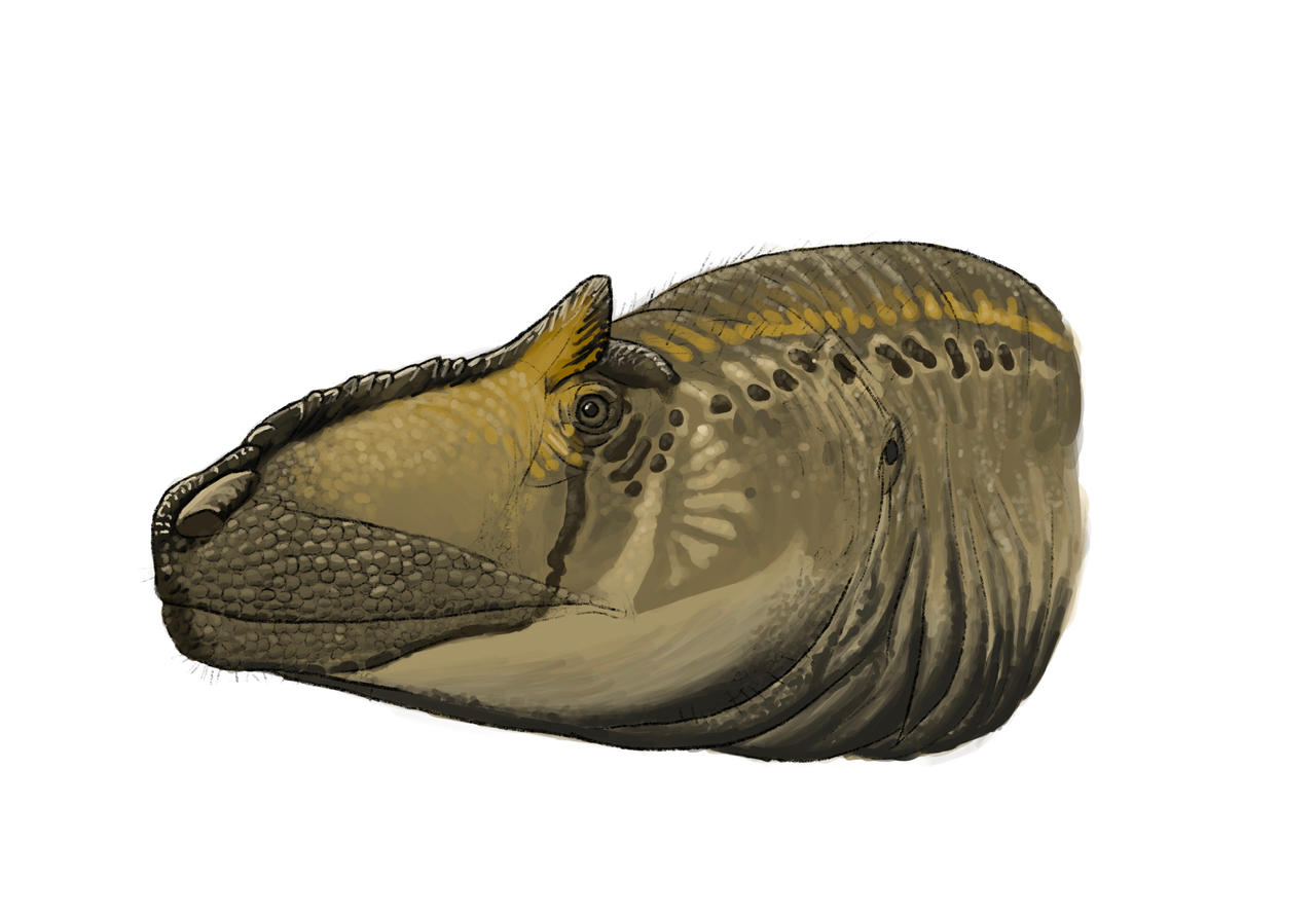 Allosaurus Head By RaresAnimals On DeviantArt