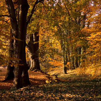 Autumn 1 by Talestriss