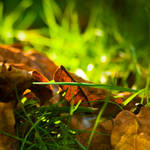 Autumn 8 by Talestriss