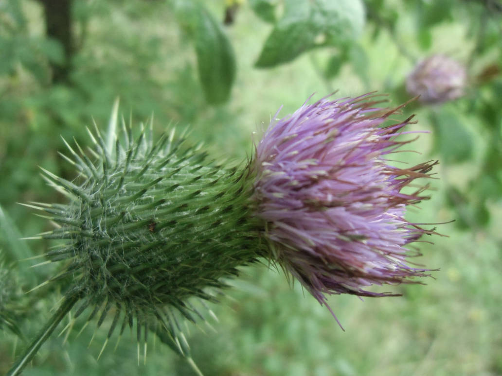 Cirsium Distel7347 by prinz-eugen on DeviantArt