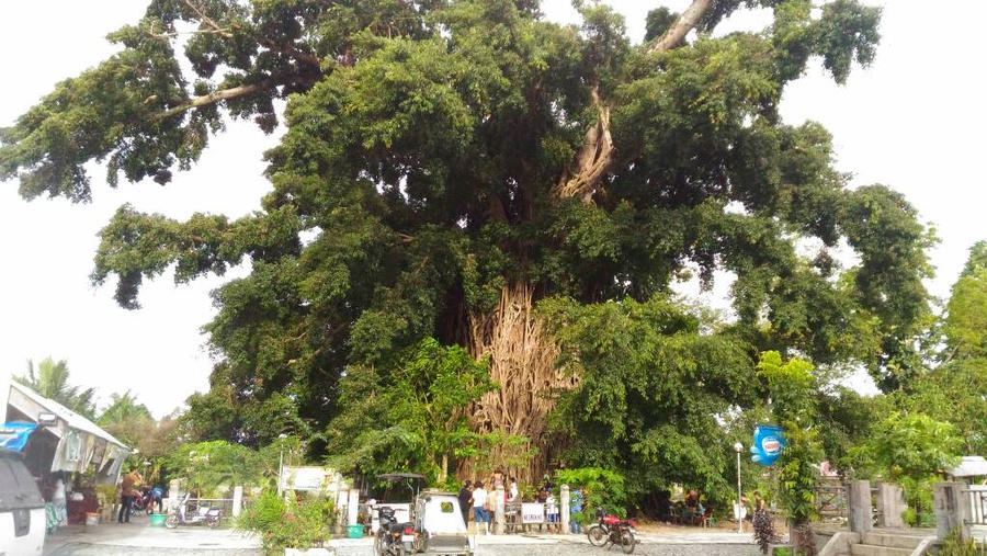the balete tree 600years! it's so big dude! by azureblaze23 on DeviantArt