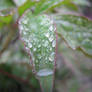 Drops[6]