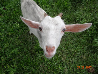 Dirty Curious Goat C: