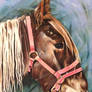 Horse Portrait 1