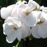 White flowers