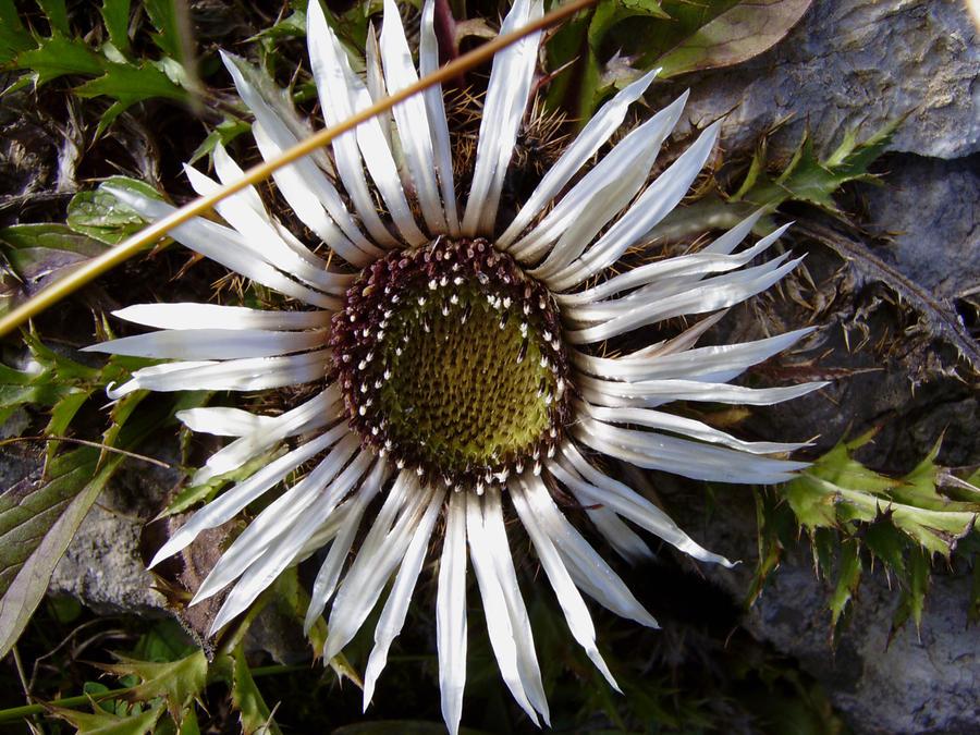 silver-distel by DeathbatGMC on DeviantArt