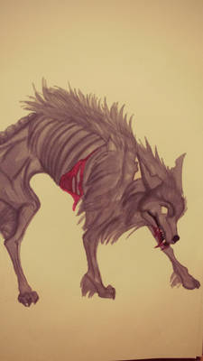 Wolf