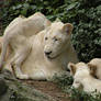 white lion cubs