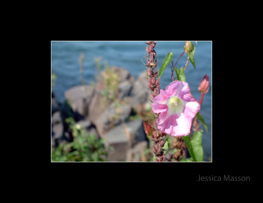 Love in a Morning Glory