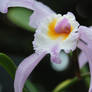 Purple Orchid