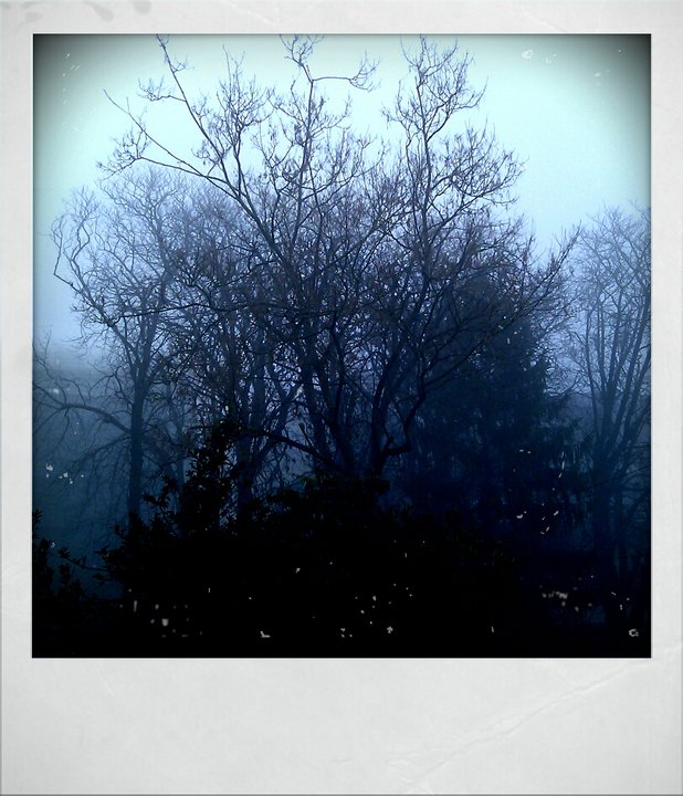 A Foggy Winter's day