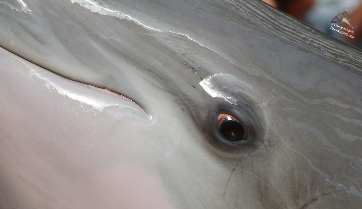 The Dolphin Eye Close-Up