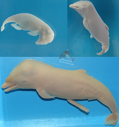 Dolphin Fetus 3 Stages