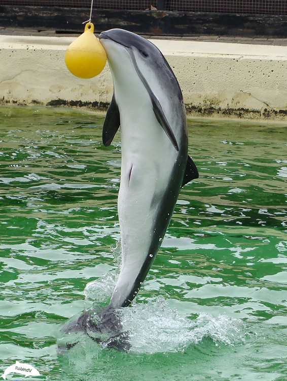 High Porpoise Leap