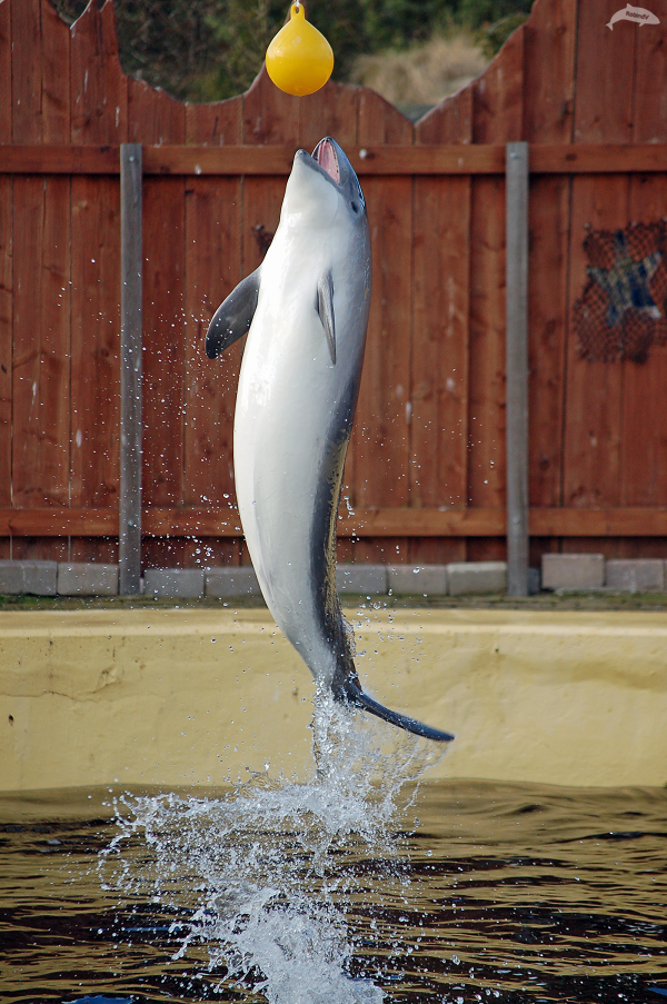 White Belly