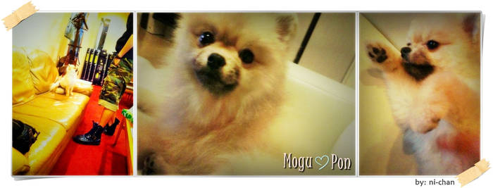 Mogu