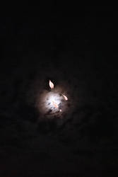 petals blowing in front of a full moon