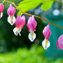 Bleeding heart flower