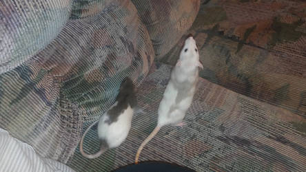 my rats