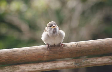 Little Sparrow 6