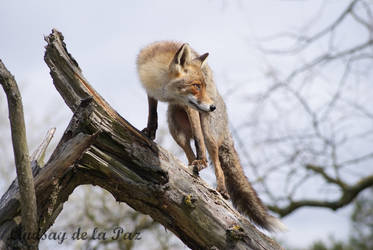 Fox on tree stump