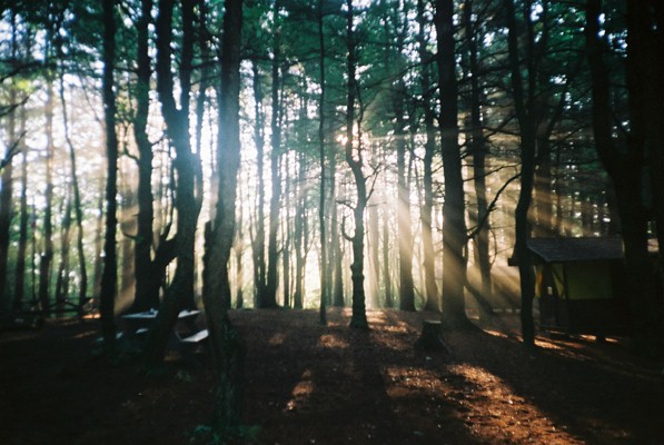 Trees and Light