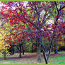 Dogwood in fall