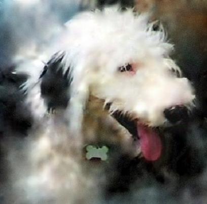 Old English Sheepdog