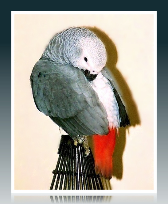 African Grey Parrot